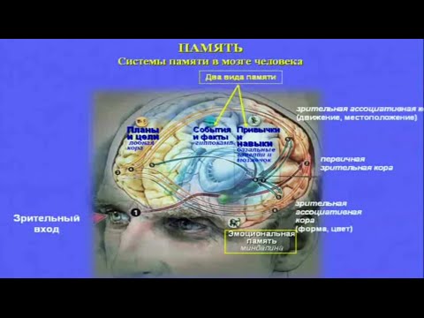 Видео: Что такое нейробиология памяти?