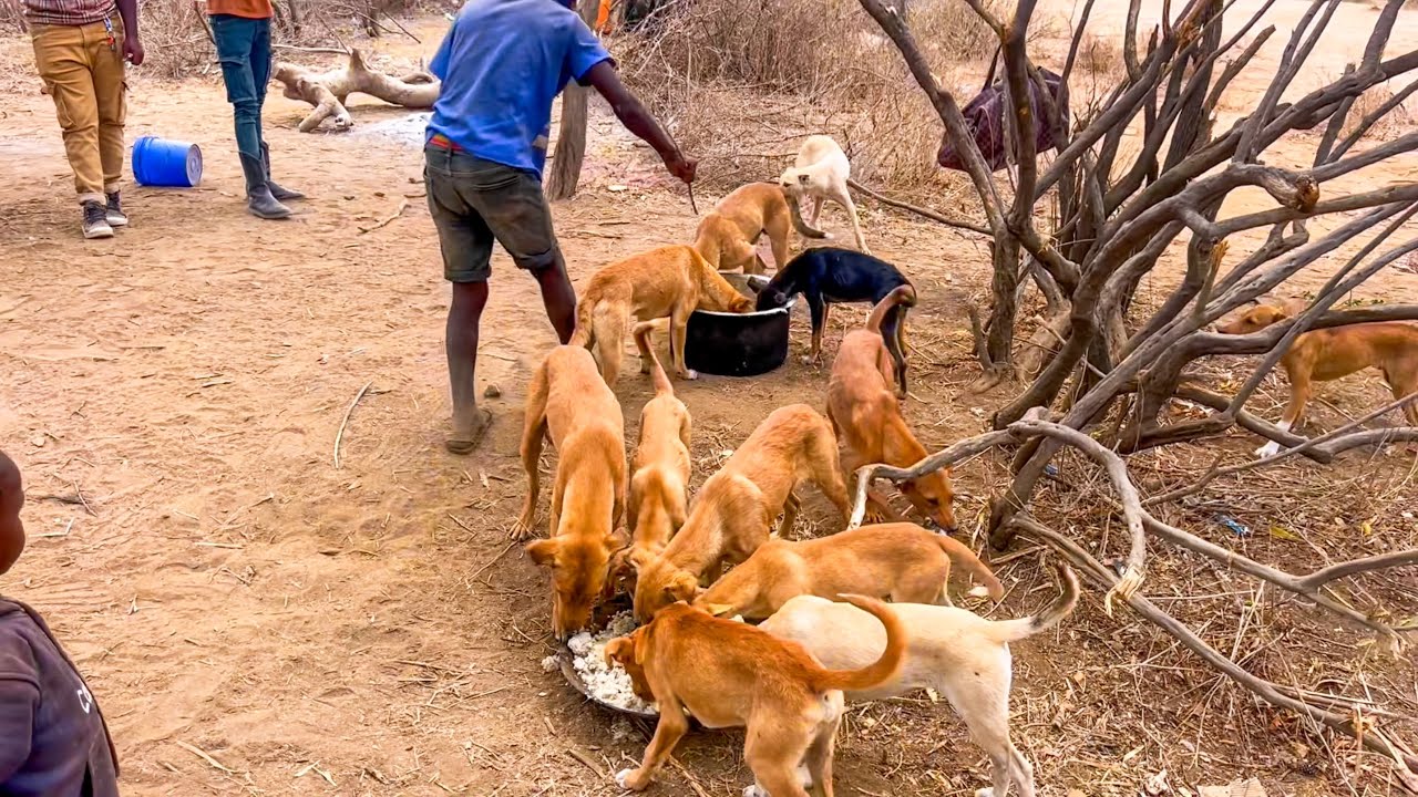 Hadzabe cooking their game and feeding dogs - Tanzania 🇹🇿 Ep30