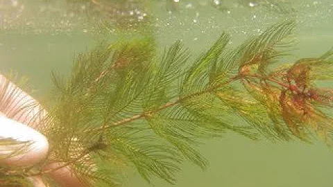 Aquatic Invasive Species Identification & Survey Training: Part 1 Intro to APIPP & Invasive Species