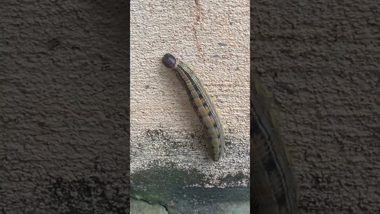 LAGARTA DO COQUEIRO/MANDRUVÁ 