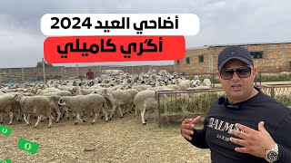 حصرياً انطلاق بيع أضاحي العيد 2024 من ضيعة آگري كاميلي