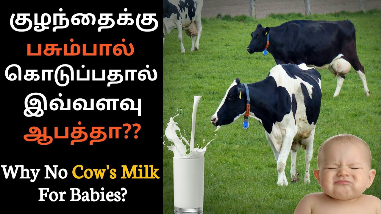 Why no cow's milk for babies under 1 year? When can we give cow's
