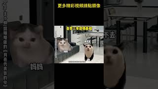 #猫meme #搞笑 #表情包 #貓meme #貓貓最可愛