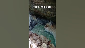 BOBCAT ENCOUNTERS RATTLESNAKE