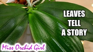 How to know what's wrong with a Phalaenopsis Orchid from its leaves screenshot 3