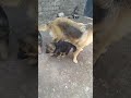 جراوى جيرمن جهزين عمر 45يوم مشاءالله