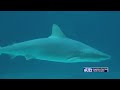 Forget Watching on TV, Have Your Own Close Encounter with Sharks!