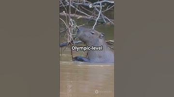Amazing Capybara Facts!