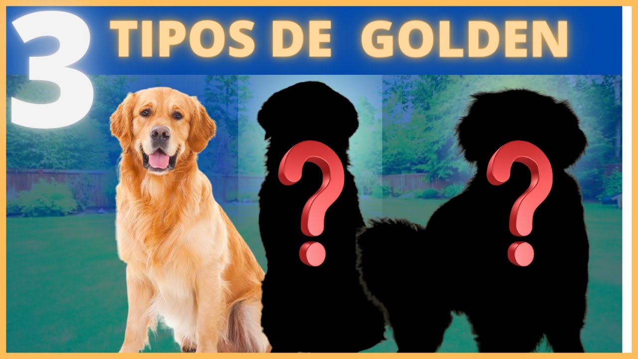 Tem Dois Tipos De Golden?