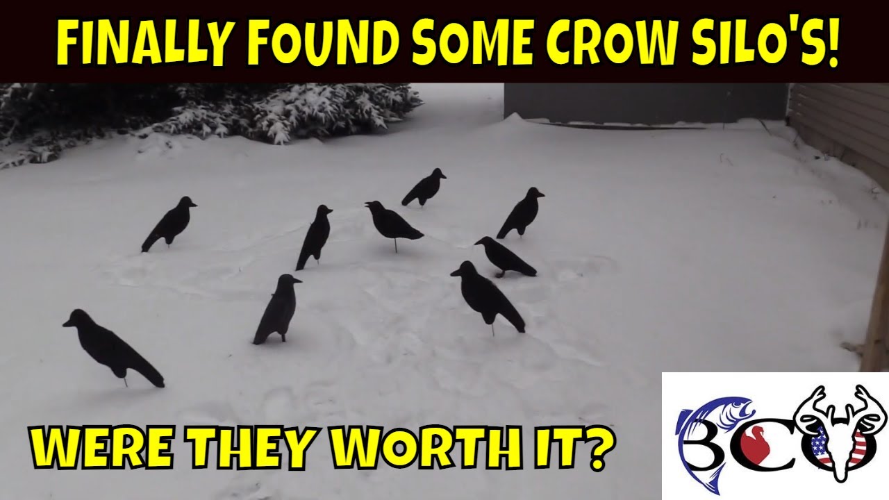 2 X Nitehawk Full Body Flocked Shooting/Hunting Crow Decoy - View #3