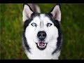Wandern mit meinen zwei Husky, Ostsee, Kiel, Schleswig Holstein, Freizeit mit Huskies
