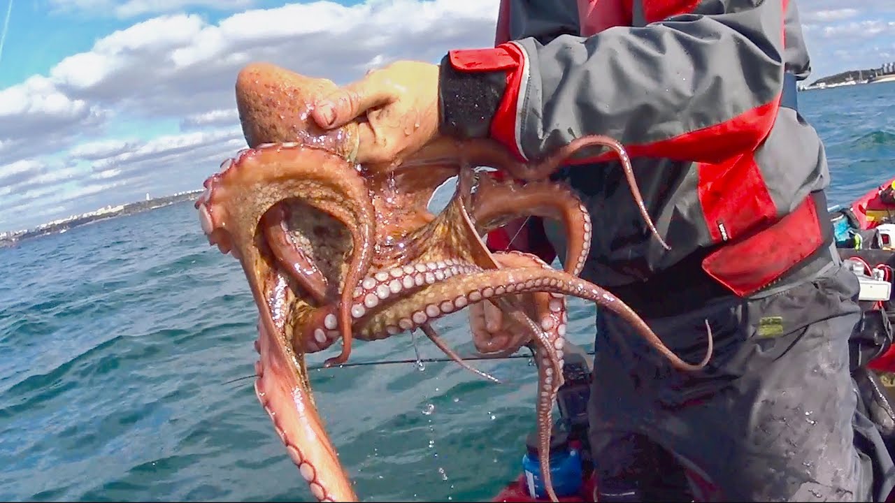 Octopus, Cuttlefish and Ikijime - Eging (Squid Jigging) #2 - Kayak Fishing-  1080HD 50fps 