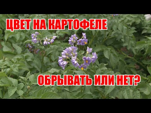 Обзор сортов картофеля//Почему не цветет картофель?