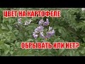 Обзор сортов картофеля//Почему не цветет картофель?