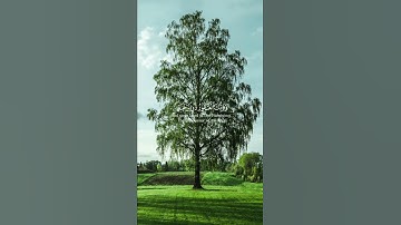 قرآن كريم #ترتيل_القرآن #المصحف #المنشاوي #الرحمن #القرآن_الكريم