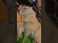 it's everyday #relatable #funny #shorts