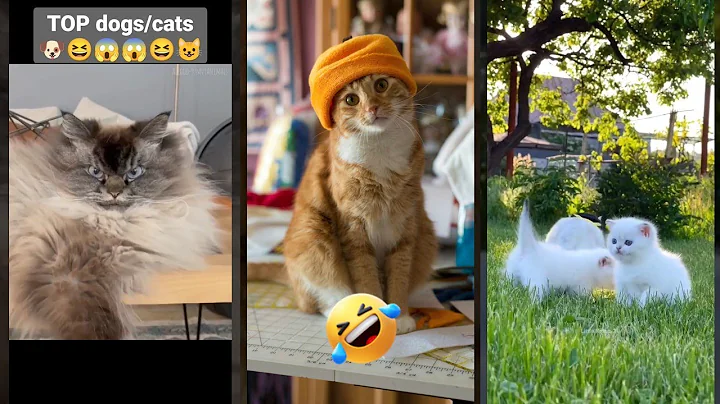 Watch the video about Cat videos 🐕 Favorite Friends 🐈‍⬛ #funanimals #8171