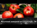 Мацерат из яблок на LUXSTAHL 7М