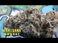 Gorilla glue 4 marijuana monday