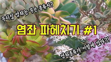 다육 염좌 종류 파헤치기 #1(꽃이다,꽃보다이쁜다육)Planta suculenta/fettpflanze/fleshy plant/多肉植物/换花盆