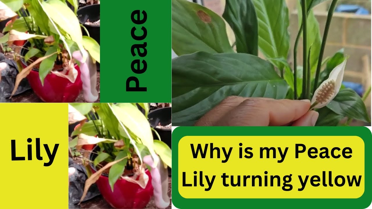Why Is My Peace Lily Turning Yellow YouTube Why Is My Peace Lily Turning Yellow YouTube