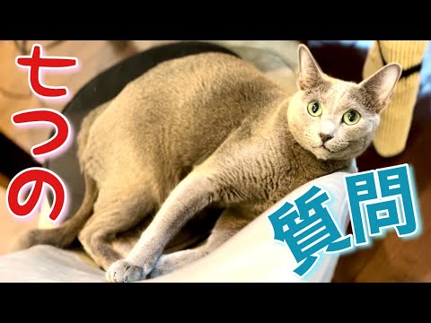 猫が語る~4才を迎える前の心境【ロシアンブルー】Russian Blue cat Kotetsu~The state of mind before reaching the age of 4