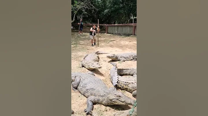 Crocodile Lunch Time!