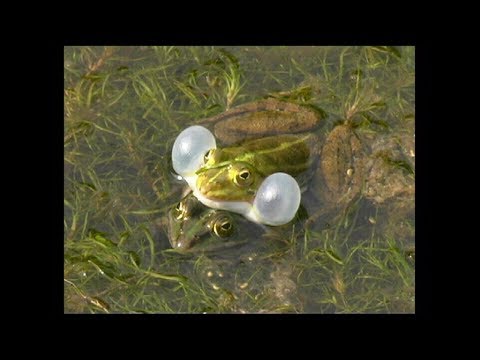 Video: Quando si accoppiano le rane?