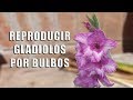 Reproducir bulbos/cormos de Gladiolo