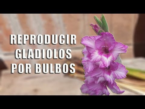 Video: Reproducción De Gladiolos De Diferentes Formas