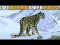Could Snow Leopards Survive In Antarctica?