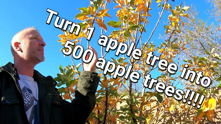 Spring apple tree trimming and propagation.