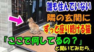 誰も住んでいない隣の家の玄関にいつも座っている猫。「ここで何してるの？」と聞いてみると..【猫の不思議な話】【朗読】