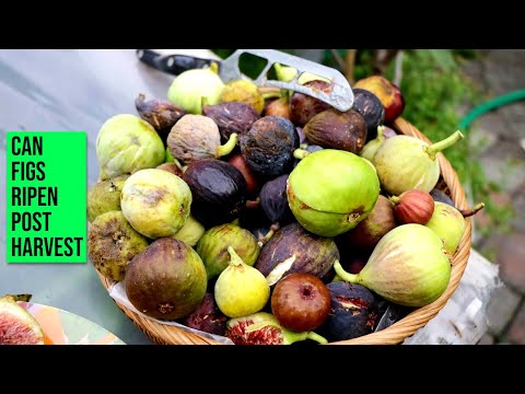 Ourfigs Forum