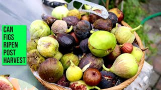Will Figs Ripen OFF the Tree?