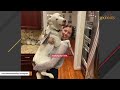 Mystery surrounds this dog found on street