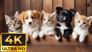 Baby Animals 4K - The Ultimate Compilation Of Cute Baby Animals Moments With Relaxing Music by Tiny Paws 16,904 views 1 month ago 11 hours, 53 minutes