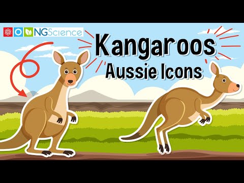 Video: Il canguro è Descrizione, habitat, specie, caratteristiche, foto