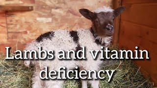Correcting Cobalt deficiency in sheep