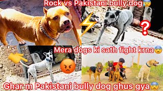 Ghar Mein Pakistani Bully Dog Aagya 😤 | Mere Dogs Ke Saath Fight Hogyi 😨