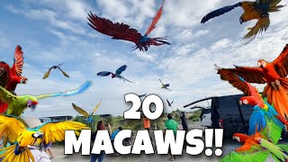 20 MACAWS FREEFLIGHT! (3 MILLIONS PESOS NA SA ERE!)
