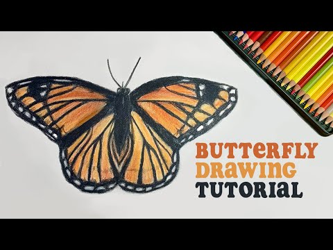Drawing a Butterfly with Coloured Pencils – Jessie Babin
