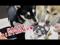 【黒柴子犬】犬用似顔絵ケーキで後住犬の１歳のお誕生日お祝いしました！【Shibainu】