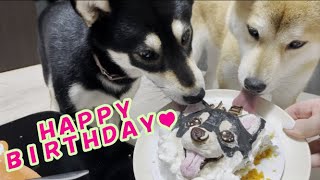 【黒柴子犬】犬用似顔絵ケーキで後住犬の１歳のお誕生日お祝いしました！【Shibainu】