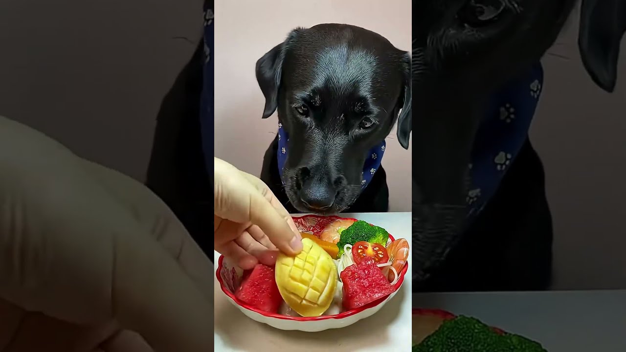 Are You Choosing The Right Dog Food Rightdogfood Safemealplan Healthypetdiet