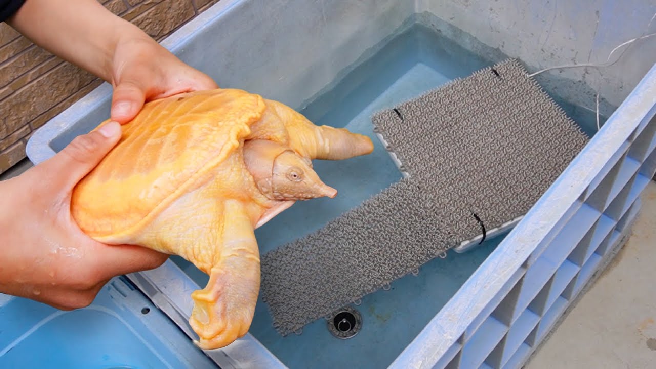 5ヶ月間、冬眠していた亀を起こしてみたら