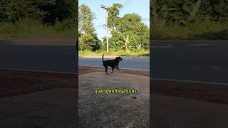 Move on!😅 #dog #cutedog #funny #shorts