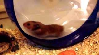 12 inch wheel hamster