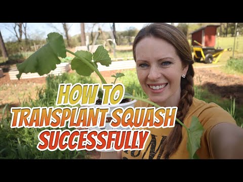 Video: Kun je binnen squashen: tips voor het houden van een indoor squashplant