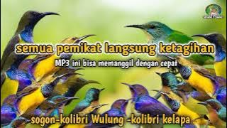 suara pikat burung kecil paling ganas ❗ MP3 paling ribut sedunia